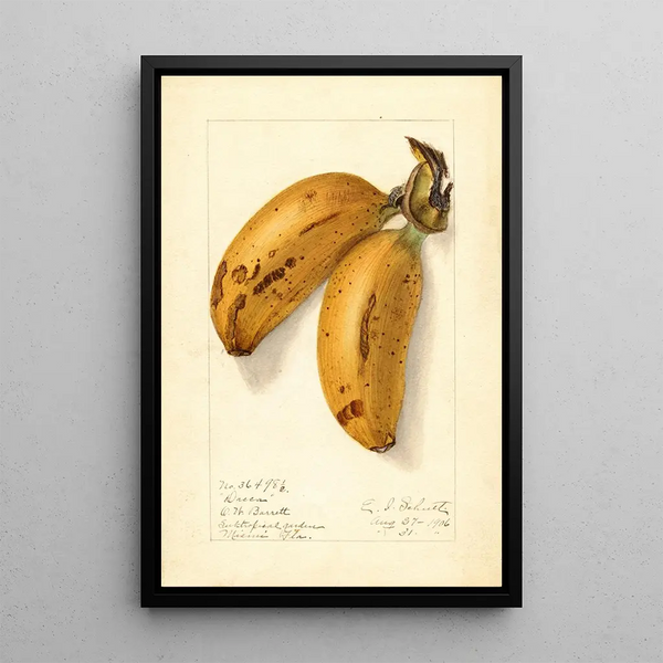 Musa Dacca - Ellen Isham Schutt — gerahmtes Bild an der Wand