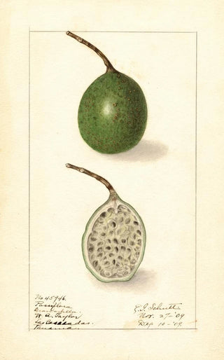 Ellen Isham Schutt - Passiflora.webp