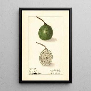 Ellen Isham Schutt - Passiflora.webp