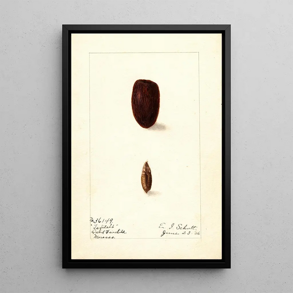 Phoenix dactylifera Tafilalt - Ellen Isham Schutt — gerahmtes Bild an der Wand