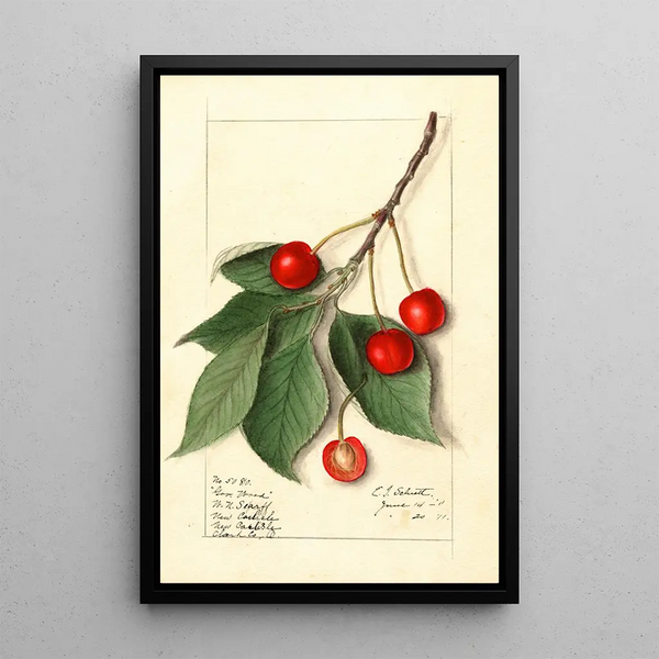 Prunus avium Govenor Wood - Ellen Isham Schutt — gerahmtes Bild an der Wand