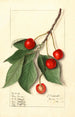 Prunus avium Govenor Wood - Ellen Isham Schutt — Ansicht des Kunstwerks