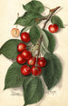 Prunus avium Ida - Ellen Isham Schutt — Ansicht des Kunstwerks