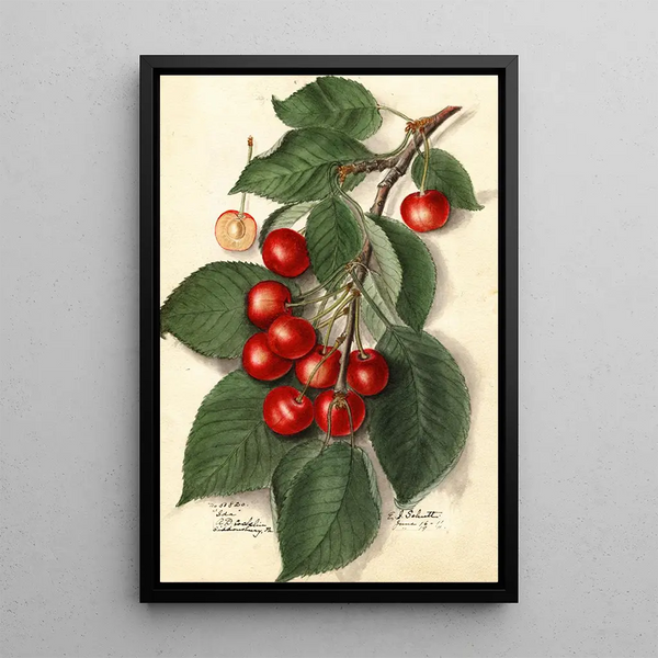 Prunus avium Ida - Ellen Isham Schutt — gerahmtes Bild an der Wand