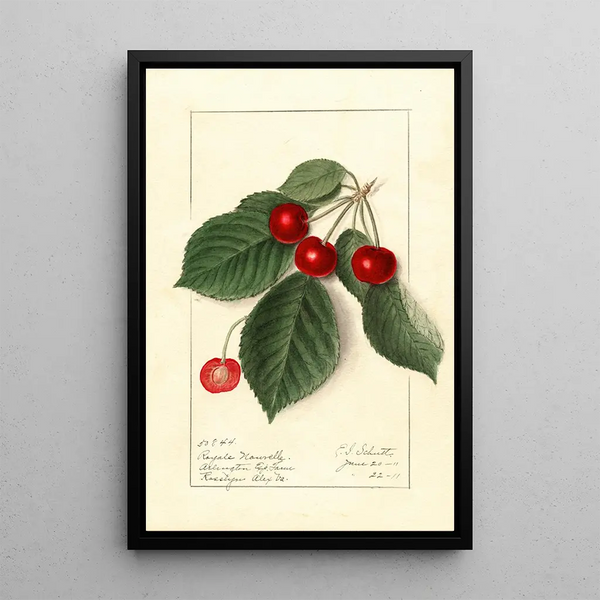 Prunus avium Royal Novelle - Ellen Isham Schutt — gerahmtes Bild an der Wand