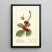 Prunus avium Spate Amarelle - Ellen Isham Schutt — gerahmtes Bild an der Wand