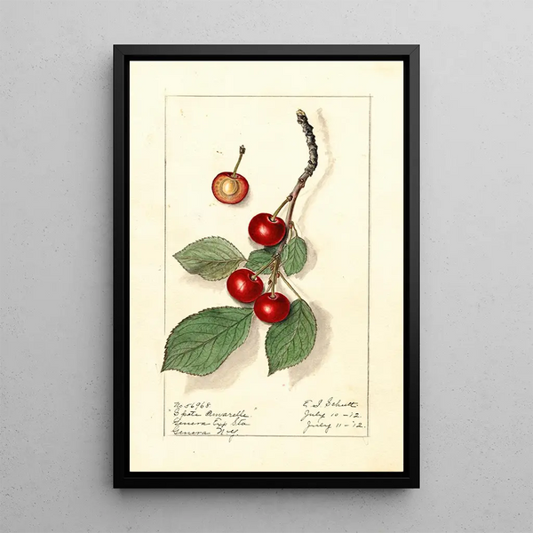 Prunus avium Spate Amarelle - Ellen Isham Schutt — gerahmtes Bild an der Wand