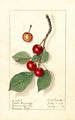 Prunus avium Spate Amarelle - Ellen Isham Schutt — Ansicht des Kunstwerks