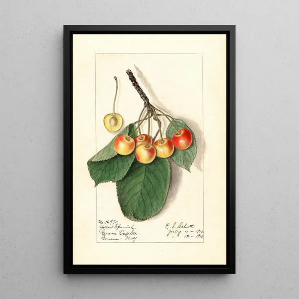 Prunus avium Yellow Spanish - Ellen Isham Schutt — gerahmtes Bild an der Wand