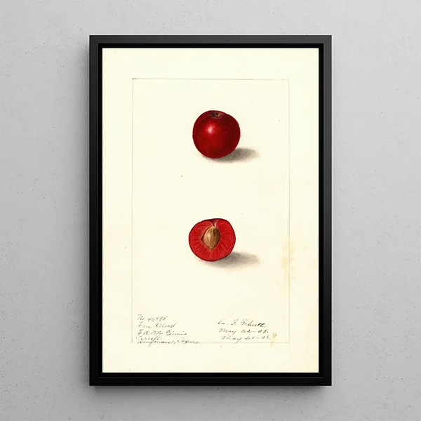 Prunus domestica Free Silver - Ellen Isham Schutt — gerahmtes Bild an der Wand