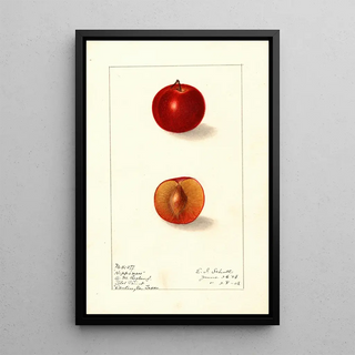 Ellen Isham Schutt - Prunus domestica Happiness.webp