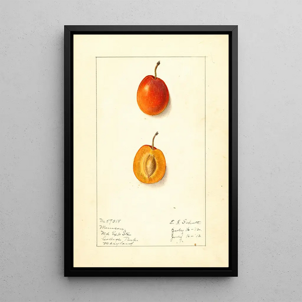 Prunus domestica Munson - Ellen Isham Schutt — gerahmtes Bild an der Wand