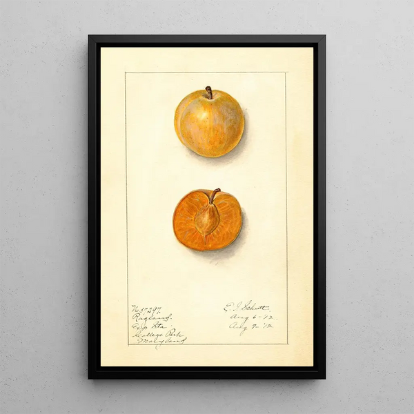 Prunus domestica Ragland - Ellen Isham Schutt — gerahmtes Bild an der Wand