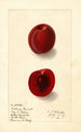 Prunus domestica Rutland Plumcot - Ellen Isham Schutt — Ansicht des Kunstwerks
