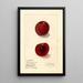 Prunus domestica Rutland Plumcot - Ellen Isham Schutt — gerahmtes Bild an der Wand