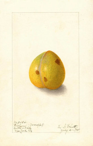 Ellen Isham Schutt - Prunus domestica Wickson.webp