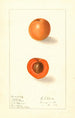 Prunus mume Nellie - Ellen Isham Schutt — Ansicht des Kunstwerks