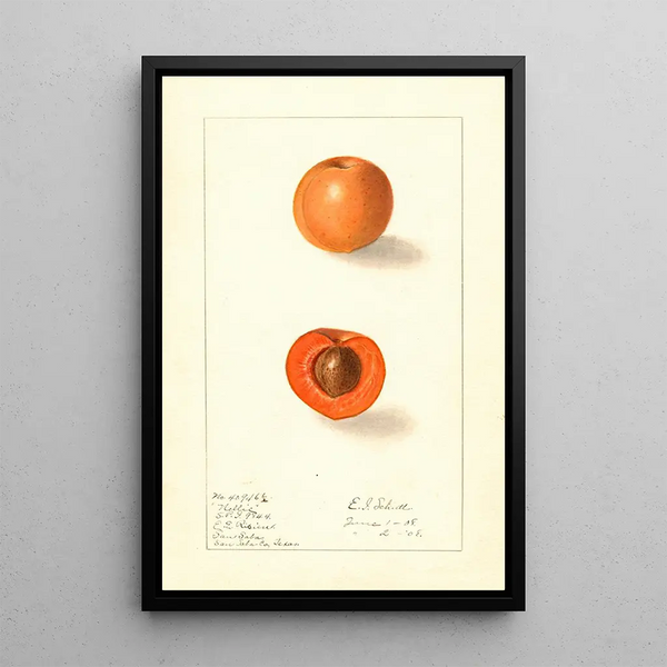 Prunus mume Nellie - Ellen Isham Schutt — gerahmtes Bild an der Wand