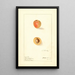 Prunus mume Russian - Ellen Isham Schutt — gerahmtes Bild an der Wand