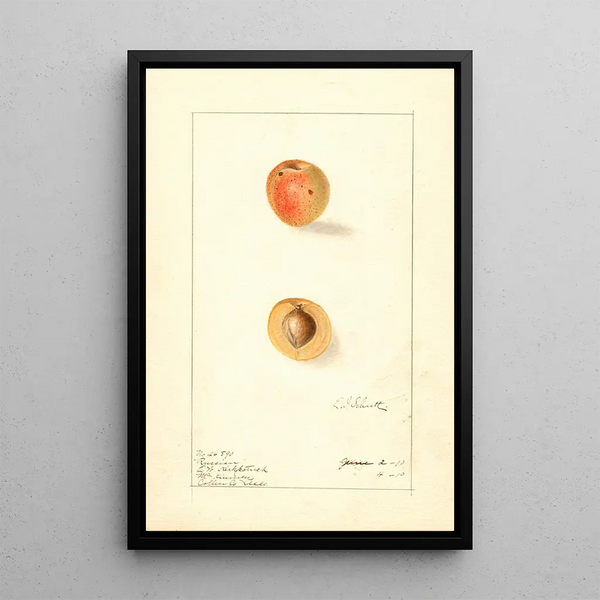 Prunus mume Russian - Ellen Isham Schutt — gerahmtes Bild an der Wand