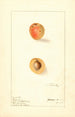 Prunus mume Russian - Ellen Isham Schutt — Ansicht des Kunstwerks