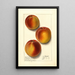 Prunus persica Elberta - Ellen Isham Schutt — gerahmtes Bild an der Wand