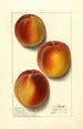 Prunus persica Elberta - Ellen Isham Schutt — Ansicht des Kunstwerks