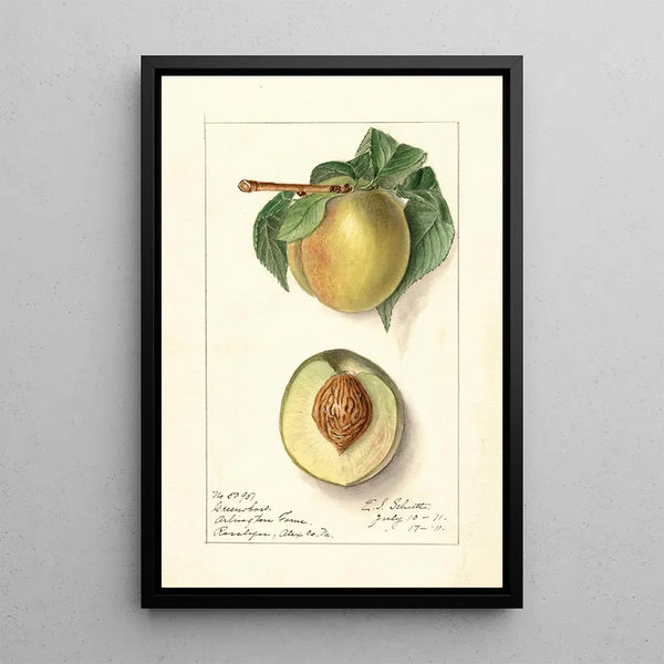 Prunus persica Greensboro - Ellen Isham Schutt — gerahmtes Bild an der Wand