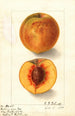 Prunus persica Oliver - Ellen Isham Schutt — Ansicht des Kunstwerks