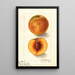 Prunus persica Oliver - Ellen Isham Schutt — gerahmtes Bild an der Wand