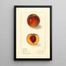 Prunus persica Sterling - Ellen Isham Schutt — gerahmtes Bild an der Wand
