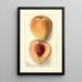 Prunus persica Texan - Ellen Isham Schutt — gerahmtes Bild an der Wand