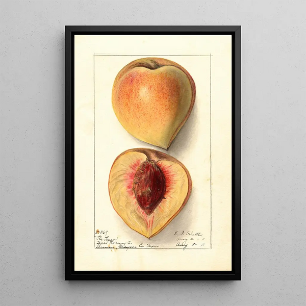 Prunus persica Texan - Ellen Isham Schutt — gerahmtes Bild an der Wand