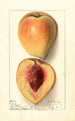 Prunus persica Texan - Ellen Isham Schutt — Ansicht des Kunstwerks