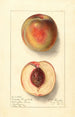 Prunus persica Uneeda Cling - Ellen Isham Schutt — Ansicht des Kunstwerks
