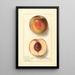 Prunus persica Uneeda Cling - Ellen Isham Schutt — gerahmtes Bild an der Wand