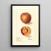 Prunus persica Yellow Swan - Ellen Isham Schutt — gerahmtes Bild an der Wand