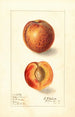 Prunus persica Yellow Swan - Ellen Isham Schutt — Ansicht des Kunstwerks