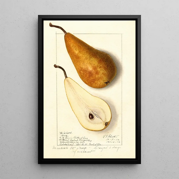 Pyrus communis Bosc - Ellen Isham Schutt — gerahmtes Bild an der Wand