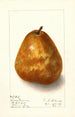 Pyrus communis Deweys Premium - Ellen Isham Schutt — Ansicht des Kunstwerks