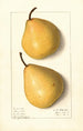 Pyrus communis Howell - Ellen Isham Schutt — Ansicht des Kunstwerks