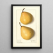 Pyrus communis Howell - Ellen Isham Schutt — gerahmtes Bild an der Wand