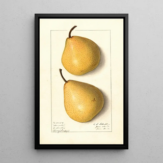 Ellen Isham Schutt - Pyrus communis Howell.webp