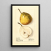 Pyrus communis Lincoln - Ellen Isham Schutt — gerahmtes Bild an der Wand