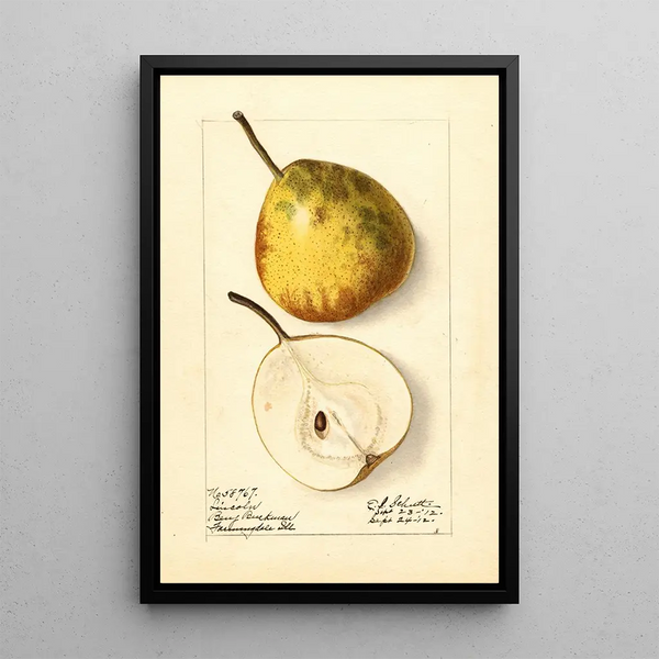 Pyrus communis Lincoln - Ellen Isham Schutt — gerahmtes Bild an der Wand