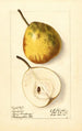 Pyrus communis Lincoln - Ellen Isham Schutt — Ansicht des Kunstwerks