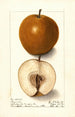 Pyrus communis Magnolia - Ellen Isham Schutt — Ansicht des Kunstwerks