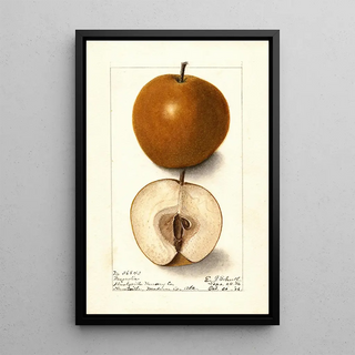 Ellen Isham Schutt - Pyrus communis Magnolia.webp