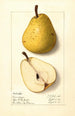 Pyrus communis Onondaga - Ellen Isham Schutt — Ansicht des Kunstwerks