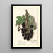 Rubus Agawam - Ellen Isham Schutt — gerahmtes Bild an der Wand